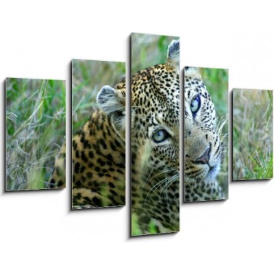 Obraz pětidílný 5D - 150 x 100 cm - Leopard leopard leopards animální – Hledejceny.cz