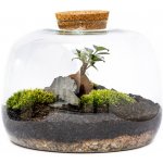 Gardners Skleněná dóza Scilla s korkovým špuntem, 22x30 cm - osázené Ficus Microcarpa Ginseng – Hledejceny.cz