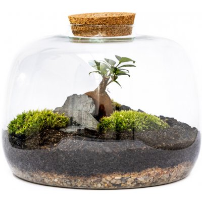 Gardners Skleněná dóza Scilla s korkovým špuntem, 22x30 cm - osázené Ficus Microcarpa Ginseng – Hledejceny.cz