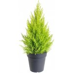 Cypřiš pokojový, Cupressus macrocarpa Goldcrest, vysoký 60 - 90 cm – Zboží Dáma