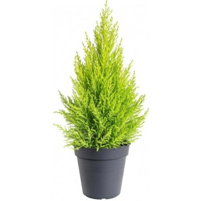 Cypřiš pokojový, Cupressus macrocarpa Goldcrest, vysoký 60 - 90 cm – Zboží Dáma