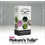 Dutch Passion Auto Mokum's Tulip semena neobsahují THC 7 ks – Zboží Mobilmania