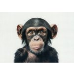 Pohlednice Opice - šimpanz 2 – Hledejceny.cz