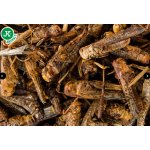 JK ANIMALS Mrazem sušené saranče 80 g – Zboží Mobilmania