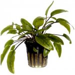 Cryptocoryne wendtii Green – Zboží Dáma