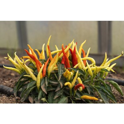 Naschzipfel / Medusa – Sleviste.cz