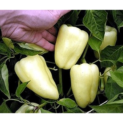 Paprika bílá Amy k výsevu, 10 semen – Zboží Mobilmania