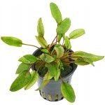 Cryptocoryne spec. Flamingo – Hledejceny.cz