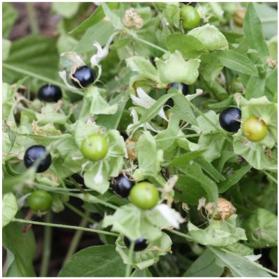 Rulík zlomocný - Atropa belladonna - osivo rulíku - 10 ks – Hledejceny.cz