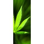 WEBLUX 42226543 Samolepka na lednici fólie Marijuana background Marihuana pozadí rozměry 80 x 200 cm