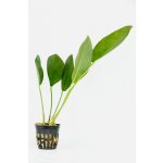 Anubias congensis - Anubis konžský – Zboží Dáma