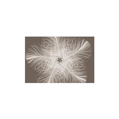 Komar XXL4-006 Vliesová fototapeta Federstern peříčka rozměry 368x248 cm – Zboží Mobilmania