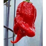 Primotalii – Zboží Dáma