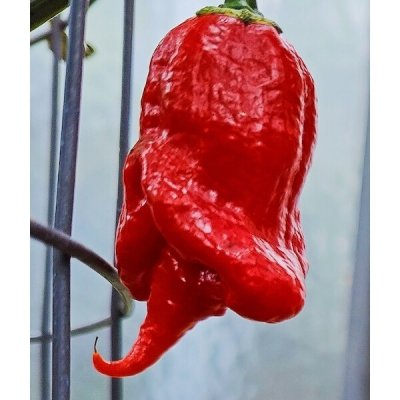 Primotalii – Zboží Dáma