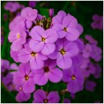 Večernice vonná dvouletka Hesperis matronalis prodej semen 100 ks – Zboží Dáma