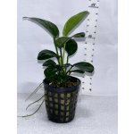 Anubias barteri - Anubias Barterův – Zbozi.Blesk.cz