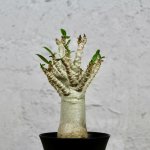 Adenium Baobab – Hledejceny.cz