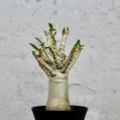 Adenium Baobab – Hledejceny.cz