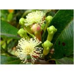 Altevita esenciální olej 100% Hřebíček 10 ml – Zboží Dáma