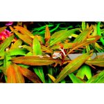 Staurogyne sp. Bihar – Hledejceny.cz