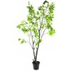 Květina Fikus - Ficus stromka v květináči V250 cm (N609161)