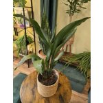 Aspidistra Elatior větší – Sleviste.cz