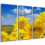 Obraz 3D třídílný - 105 x 70 cm - Some yellow sunflowers against a wide field and the blue sky Některé žluté slunečnice proti širokému poli a modré obloze