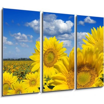 Obraz 3D třídílný - 105 x 70 cm - Some yellow sunflowers against a wide field and the blue sky Některé žluté slunečnice proti širokému poli a modré obloze