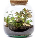 Gardners Skleněná dóza Molinia s korkovým špuntem, 20x19 cm - osázené vlhkomilně – Hledejceny.cz