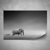 Plakát - Slon a zebra - 60x40 cm - PopyDesign