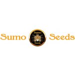 Sumo Seeds Pommelo Pine semena neobsahují THC 3 ks – Hledejceny.cz