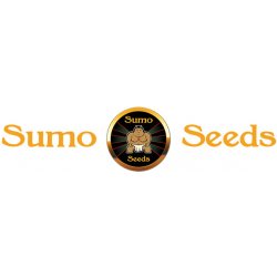 Sumo Seeds Neville Express Auto semena neobsahují THC 3 ks