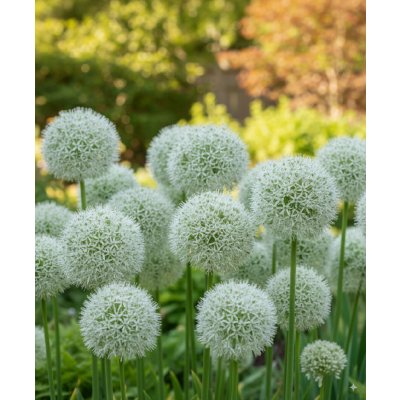 Okrasný česnek 'Mount everest' 1 ks Velikost cibule: 10/12 – Zboží Dáma