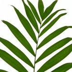 PALM CHICO JUNIOR 35cm – Hledejceny.cz