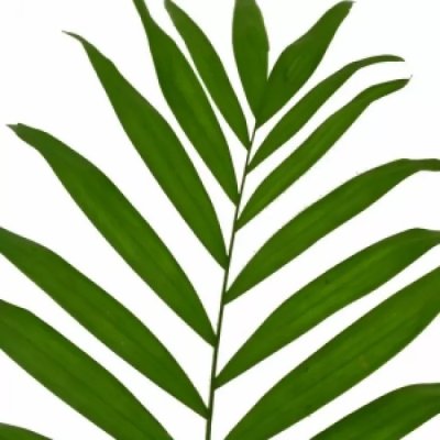 PALM CHICO JUNIOR 35cm – Hledejceny.cz
