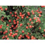 Cotoneaster dammeri - skalník