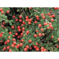 Cotoneaster dammeri - skalník