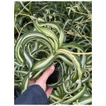 Chlorophytum comosum - zelenec chocholatý – Zboží Dáma