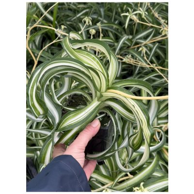 Chlorophytum comosum - zelenec chocholatý – Zboží Dáma