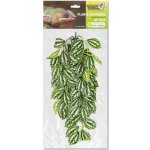 GiganTerra Závěsná rostlina Pilea 45 cm – Sleviste.cz