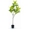 Květina Fíkus - Ficus elastica strom v obalu zelený v160 cm (N520651)