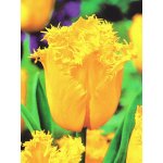 Tulipán HAMILTON - tulipa – Hledejceny.cz