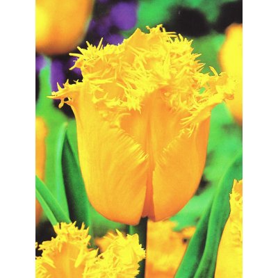 Tulipán HAMILTON - tulipa – Hledejceny.cz