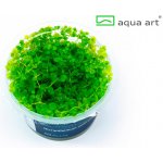 Micranthemum umbrosum - Malokvětka tmavá – Zboží Mobilmania