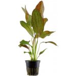 Echinodorus Ozelot – Hledejceny.cz