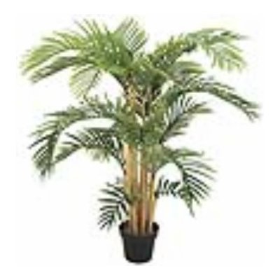 Kentia palma, 140 cm – Zboží Mobilmania