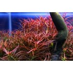 Ludwigia arcuata - Zakulacenka obloukovitá – Zboží Dáma