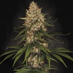 Paradise Seeds Space Cookies semena neobsahují THC 10 ks – Zboží Dáma
