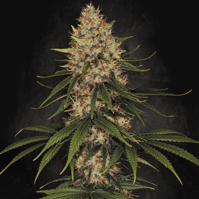 Paradise Seeds Space Cookies semena neobsahují THC 10 ks – Zboží Dáma