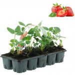 Jahodník balkonový převislý Mara de Bois 10pack – Zbozi.Blesk.cz